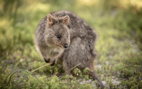 Rottnest Island