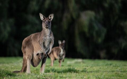 Karri Valley Resort