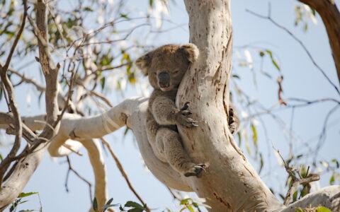 Koala